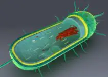 Célula procariótica